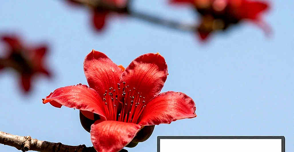 খালি খাতার সাক্ষ্য: অ্যাথলেটিক্সের রেকর্ড যাচাইয়ে ব্লকচেইন আর স্টপওয়াচের লড়াই